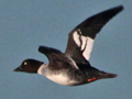 Common Goldeneye